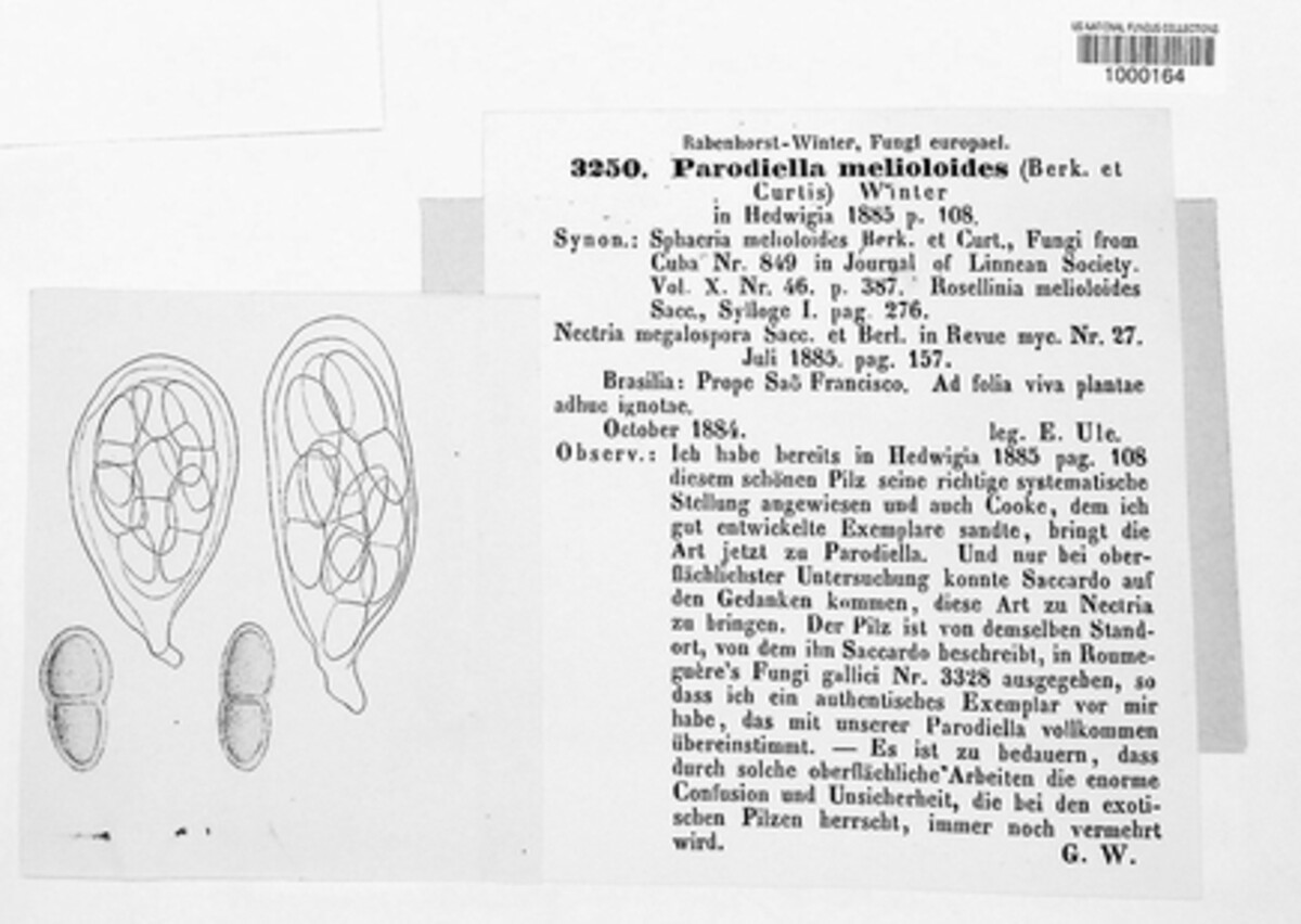 Parodiella melioloides image